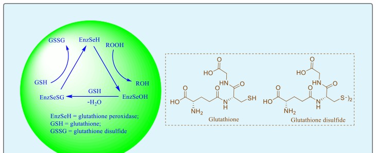 Figure 3: The cytoplasmic glutathione peroxidase (GPx) Cycle.