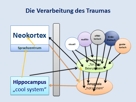 Figure 2: Processing of trauma in the brain.