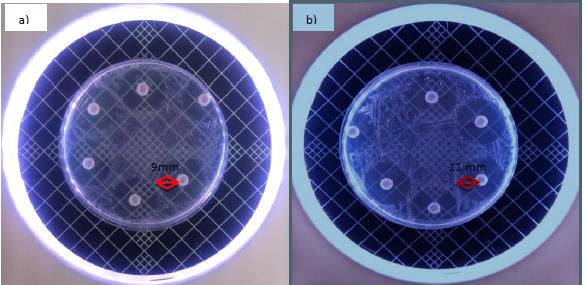 Figure 1: a) Nystatin; at the end of the 24-hour incubation period, b) Nystatin; at the end of the 48- hour incubation period.