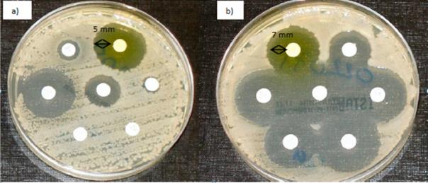 Figure 3: a) Coriander Seed Oil; at the end of the 24- hour incubation period, b) Coriander Seed Oil; at the end of the 48-hour incubation period_._