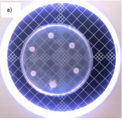 Figure 4: a) Coconut Oil; at the end of the 24-48 hour incubation period_._ Figure 1 shows the sensitivity of the type _C. Albicans_ to nystatin (used as the reference). The zone was 9 mm at the end of the 24-hour period and 11 mm at the end of the 48-hour period. Figure 2 shows the effect of laurel seed oil on the sensitivity of the type _C. Albicans_ at the end of the 24-hour and 48-hour periods. The zone was 4 mm at the end of the 24-hour period and 5 mm at the end of the 48-hour period. Figure 3 shows the antifungal effect of coriander seed oil at the end of the 24-hour and 48-hour periods. The zone was 5 mm at the end of the 24-hour period and 7 mm at the end of the 48-hour period. Figure 4 shows that after incubation with coconut oil, the type _C._ _Albicans_ was resistant to coconut oil and coconut oil did not form any zone for this type.