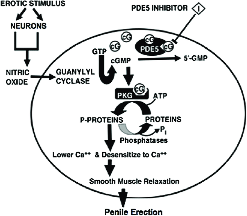 Figure 2: Mechanism of erection.
