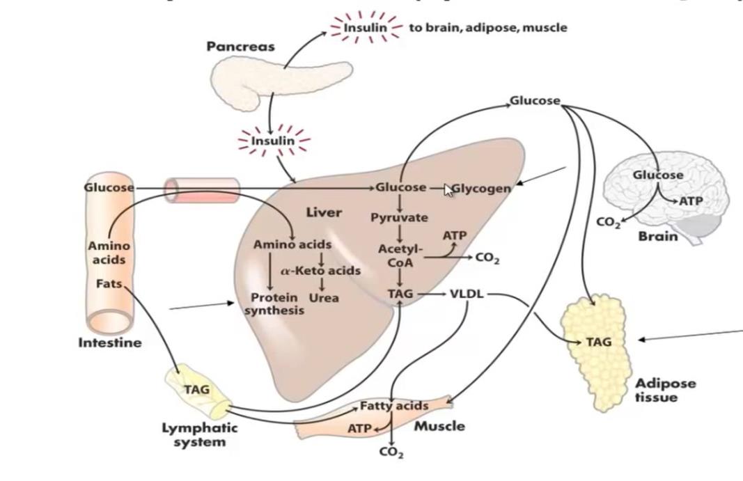 Figure 1: postprandial period in humans living showing all metabolic via after feed. Five organs are the center of metabolism: pancreas, brain, muscle, adipose tissue and mainly the liver that is center of reactions of metabolism.