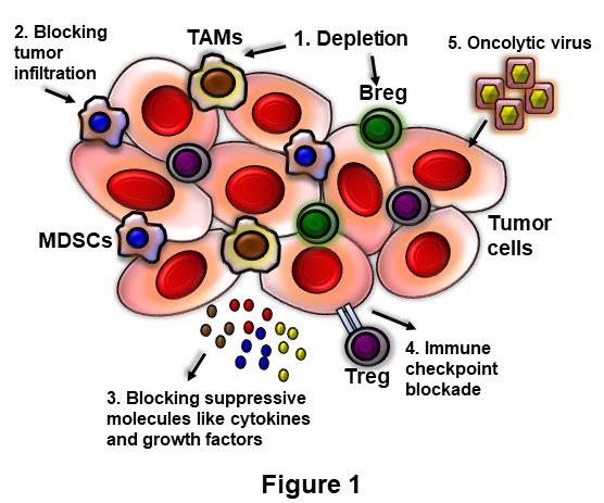 Figure 1: Strategies to improve the efficacy of immunotherapy by targeting immune-suppression. Several approaches have been shown to enhance the effectiveness of immunotherapy by overcoming tumor induced immune-suppression.