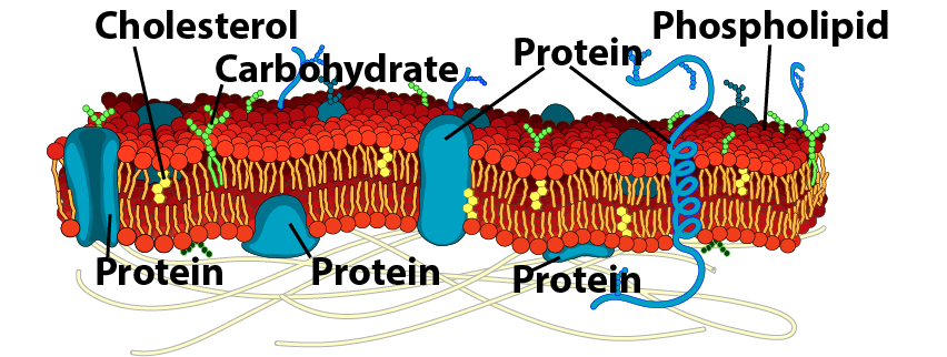 Figure 1: Model of membrane structure based on the Singer and Nicholson, 1972.