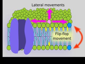 Figure 3: Membrane structure: Flip-flop motion.