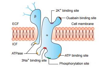 Figure 4: Membrane structure Na±K±ATPase.