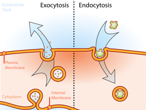 Figure 5: Membrane structure endocytosis and exocytosis.