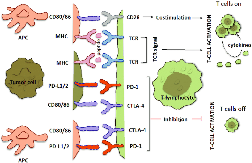 Figure 6: The interactions between antigens and receptors of the immune system.