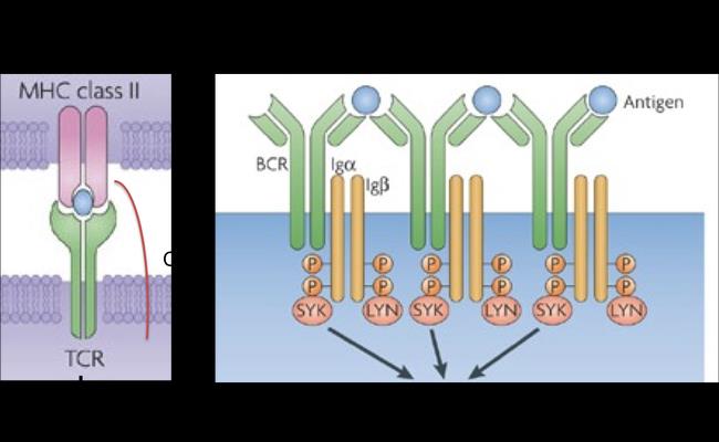 Figure 7: Type of antigen receptors present on B and T cells.