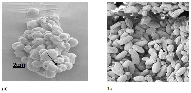 Figure 1: Scanning electron microscopy of a) C. albicans and b) C. krusei isolated from chronic cutaneous candidiasis of canine dermis, arrow indicating budding yeast cells.