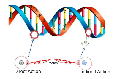 Figure 3: Effect of direct action and indirect action of Ionizing Radiation on DNA.