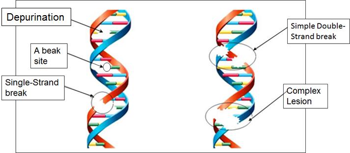 Figure 4: Representation of damages caused by Ionizing Radiations to the DNA structure.