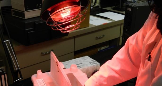 Figure 9: Technician warming the laboratory mice under IR for tail vein injection in radiation oncology lab.