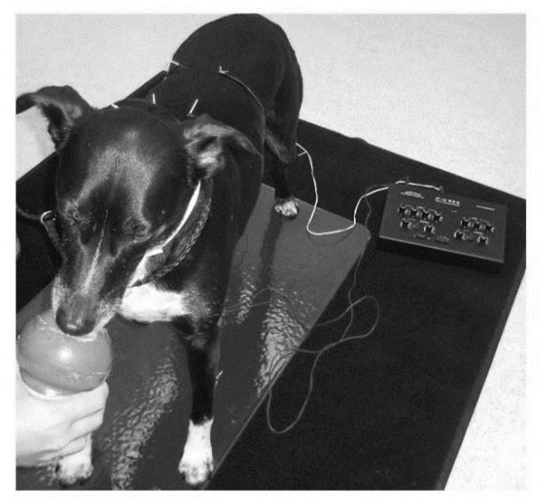 Figure 3: Dog V undergoing electro-acupuncture (EA) during her ninth and final treatment (when *BL-23 was added for EA between *BL-15 and *BL-23).