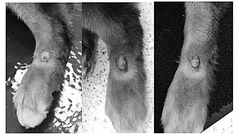Figure 5: Dog Q’s lick granuloma site during Treatments 4, 5 and 6 (Treatment Questionnaires 3, 4, and 5).