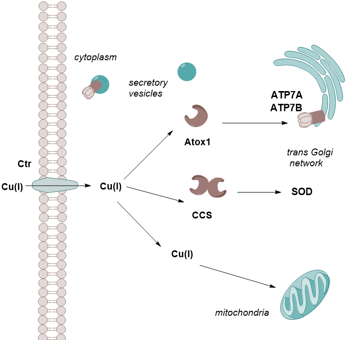 Figure 1: Copper uptake pathways in human cells (adapted from Boal & Rosenzweig, 2009).