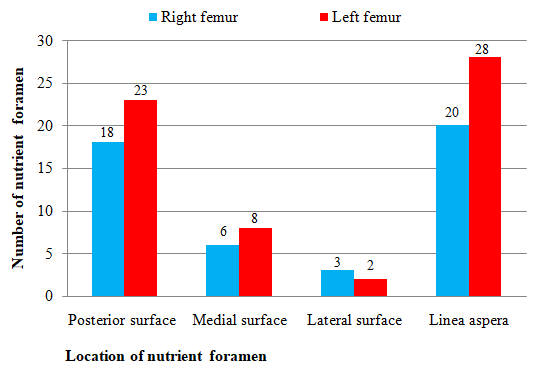 Figure 3: Showing location and numbers of nutrient foramina of right and left femur.
