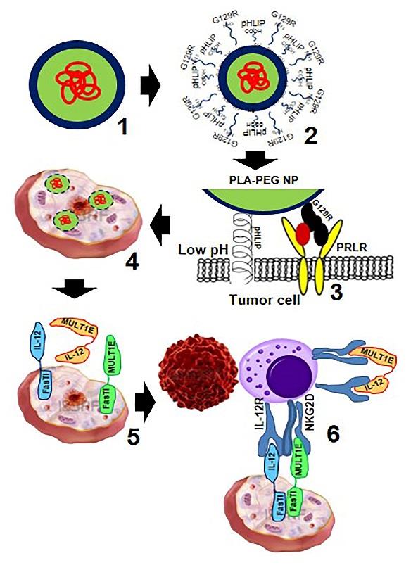 Figure 1: Immune reactivation and apoptosis induction in breast cancer using nano-technology. 1. Plasmid DNA loaded PLA-PEG-NP; 2. G129R/pHLIP conjugated, plasmid DNA loaded NPs; 3. NP binds to breast cancer cell via PRLR and pHLIP; 4. Plasmid DNAs delivered into tumor cells; 5. Bifunctional proteins expressed; 6. Immune cell activated & tumor cells killed (Tumor cells not expressing the bifunctional proteins will also be killed by activated immune cells). Although the above mentioned individual fusion cytokine proteins all demonstrated their enhanced anti cancer activities, challenge remains how to effectively deliver multiple fusion gene constructs simultaneously and specifically to tumors. Nanotechnology has been shown to be able to deliver various molecules, including small drug molecules, peptides, protein-based drugs, and nucleic acids into cells [31-33]. Plasmid DNA can be efficiently encapsulated into polylactide-co- polyethyleneglycol (PLA-PEG) nanoparticles (NPs) by controlling processing/formulation parameters [34-40]. GenexolPM, composed of biodegradable and biocompatible PLA-PEG, has been approved in Korea for breast cancer therapy and in clinical trials in the US for multiple types of cancer treatments including breast cancer [41,42]. Using breast cancer as a model, we propose to use PLA-PEG as the core to load with plasmid DNAs of multiple bifunctional fusion gene constructs to develop a unique NP based, breast cancer specific gene delivery system (Figure 1).