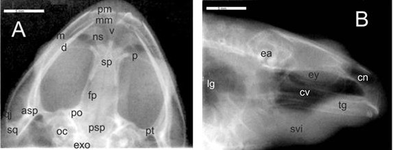 Figure 1: A: Dorsoventral radiograph of the head of _R. temporaria_. ns: nasal; sp: sphenethmoid; fp: frontoparietals; exo: exoccipital; po: prootic; pm: premaxilla; m: maxillar; v: vomer; p: palatine; psp: parasphenoid; mm: mentomeckelian; d: dentary; qj: quadratojugal; pt: pterygoid; sq: squamosal; asp: angulosplenial; oc: otic capsules; B: Lateral radiograph of the head of _R. temporaria_; cv: mouth cavity; cn: nasal cavity; tg: tonge; lg: lungs; ea: ears; ey: eyes; svi: internal vocal sacs. B. Nasal Cavities: the paired nose cavities in Anurans are formed by three interrelated cameras: the principal, medial and inferior cavii. The principal cavum is the largest part of the nasal cavity; its anterior part opens into the external environment through the internal nares. Both nares, external and internal, are related to the nasolacrimal canal [9].