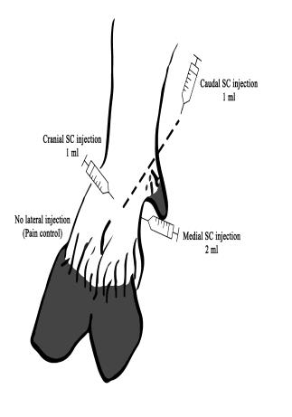 Figure 1: The schematic image of injection sites in cranial and medial aspects (injection of the caudal aspect is shown by the dashed line). The lateral side of the sheep forefeet (carpi) was considered as a control for pain assessment and no injection of bupivacaine or our treatment = was carried out on that side.