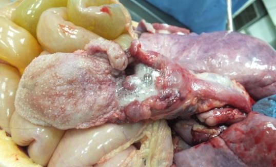 Figure 2: ** White foam content in the initial larynx.