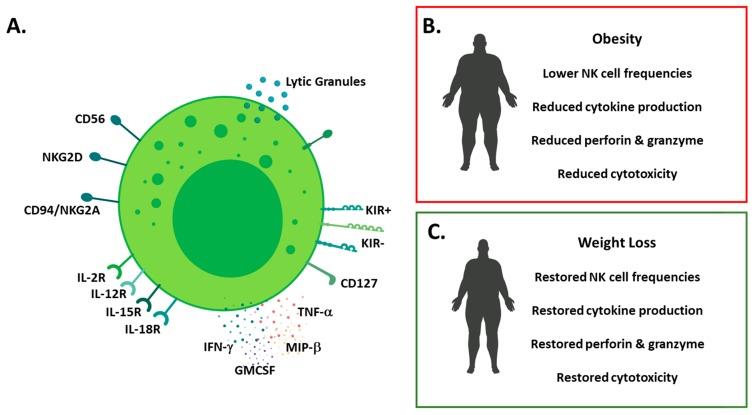 Figure 1: NK Cells in Obesity [74].