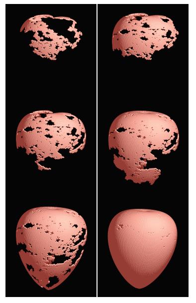 Figure 9: Heart generation steps by a cellular automaton (POV-Ray 3.7 rendering). View Animation (requires internet connection)
