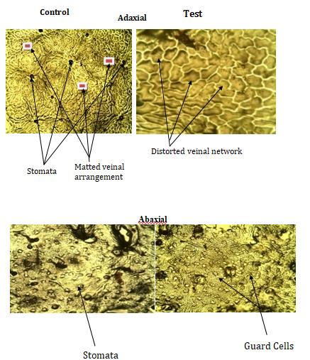 Figure 3: Foliar photomicrographs of Chromolaena odoranta showing alterations in the test sample across the adaxial and abaxial surfaces as compared to control sample.