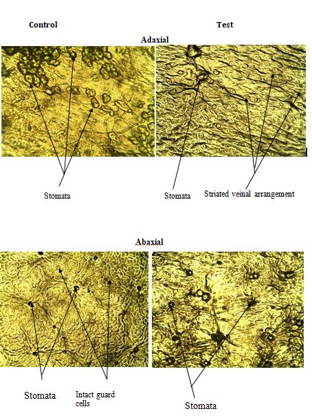 Figure 4: Foliar Photomicrographs of Psidium guajava showing alterations in the test sampel across the adaxial and abaxial surfaces as compared to control sample