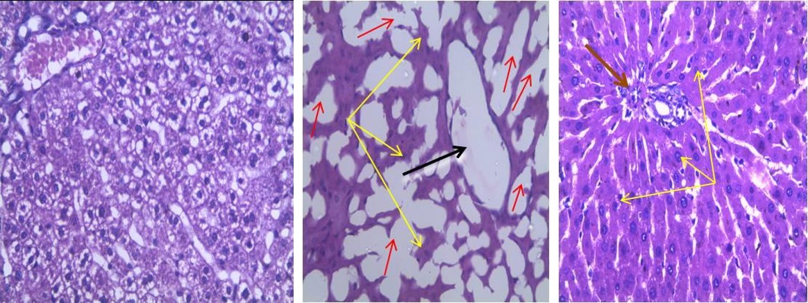 Figure 1: Mean water intake for the first five weeks of lead induce toxicity.