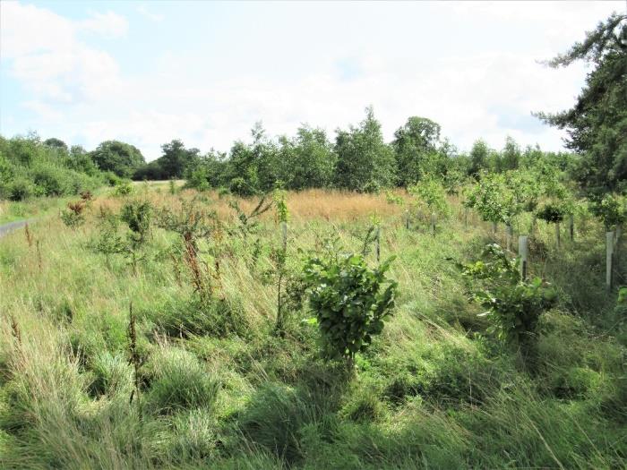 Figure 1: Shows land that was planted with trees about ten years ago.