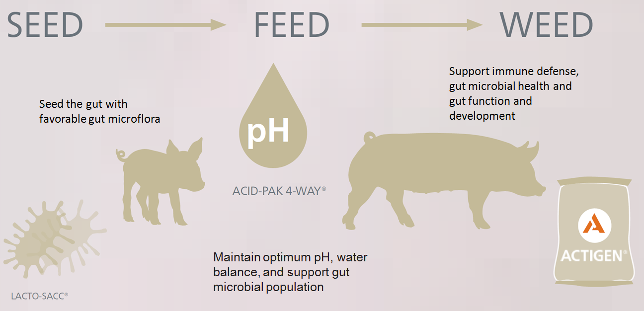 Figure 1: Demonstrate how alternative feeding methods can be approached in this comprehensive manner to obtain similar results without the use of antibiotics.