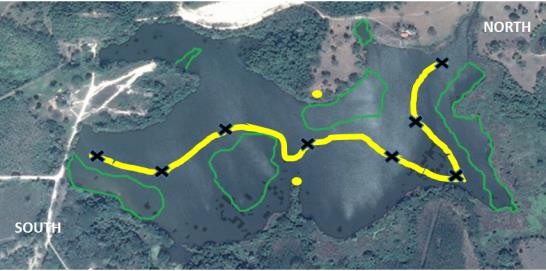 Figure 1: Satellite image (Google Earth, online) of the Escobalito lagoon in Toluviejo, Sucre, Colombia. Yellow dots (ground observation stations); yellow route (boat observation route); green areas (masses of aquatic vegetation).