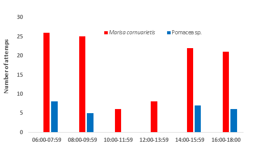 Figure 12: Attempts to capture mollusks in the Escobalito lagoon of Toluviejo, Sucre, between 06:00 and 18:00, by three female specimens of R. sociabilis.