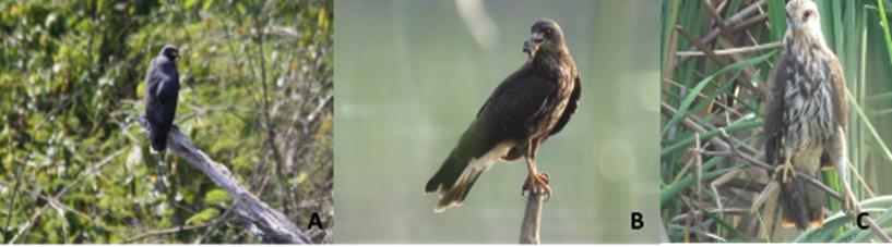 Figure 4: Images of specimens of the Caracolero hawk in the Escobalito lagoon, of Toluviejo. A: adult male; B: adult female; C: juvenile.