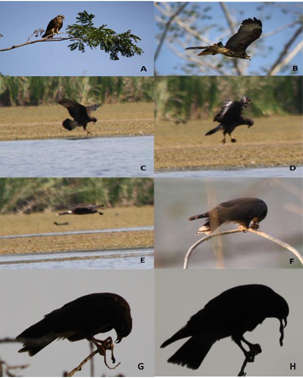 Figure 5: Capture and consumption of dams by the Caracolero hawk in the Escobalito lagoon, of Toluviejo, Sucre. A. Hawk perched on the hanger; B. Hawk flies over the lagoon; C. Hawk is launched on the dam; D. Hawk takes flight with the snail in his claw; E. Hawk passes the snail to the beak; F. Hawk returns to the hanger where he extracts the mollusk, discards the shell and consumes it (G and H).