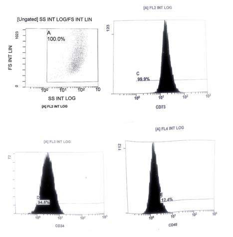 Figure 5: 5a: Photomicrograph of control group (I) showing large amount of collagen fibers surrounding a group of small normally sized adipocytes.(Masson’s Trichrome staining x100) 5b:Photomicrograph of control group (I) showing moderate number of caspase-3 positive adipocytes (arrow heads) and stromal cells (↑). (Caspase-3 immune histochemical staining x400) 5c: Photomicrograph of control group (I) showing weak positive VEGF immune reaction in few inflammatory and stromal cells (↑). Endothelial cells of few blood vessels were stained positive (arrow heads) while some others are negatively stained (star). (VEGF immune histochemical staining x400).