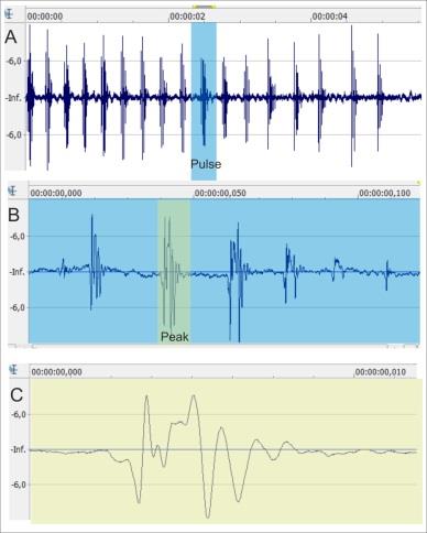 Figure 2: A Oscillogram showing the different pulses of a entire call. B Oscillogram of a specific pulse extracted from the A, showing the different peaks in it. C Oscillogram of a specific peak extracted from B showing its amplitude pattern. These pulses with peaks represent an inferior fractal order with respect to the entire call.