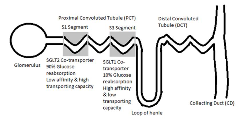 Figure 1: Structure of nephron and precise location and primary functions of Sodium Glucose co Transporters (SGLT). Adopted and modified from: Vlotides and Mertens Nephrol Dial Transplant.