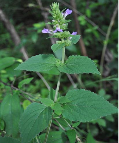 Figure 1: Anisomeles indica plant.