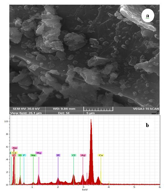 Figure 5: Scanning electron micrographs of AgNPs synthesized with Anisomeles indica leaf extract and 1.0 mM AgNO3 solution and incubated at 60°C for 6 h at pH 7.0 a. 5µ magnified inset bar represents; c. EDX image showing chemical composition.