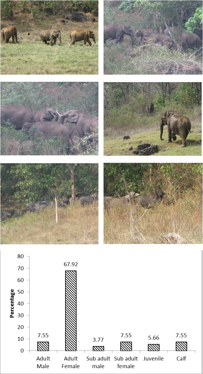 Figure 4: Habitat usage by elephants in Idukki Wildlife Sanctuary.