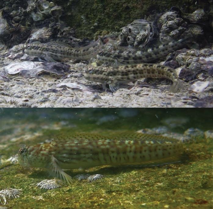 Figure 2: Images of Blenniella periophthalmus observed during underwater fish survey in the floor of rocky reef habitat at St. martin`s Island; 11.XI.2017; GPS coordinate 20.611° N 92.327°E.