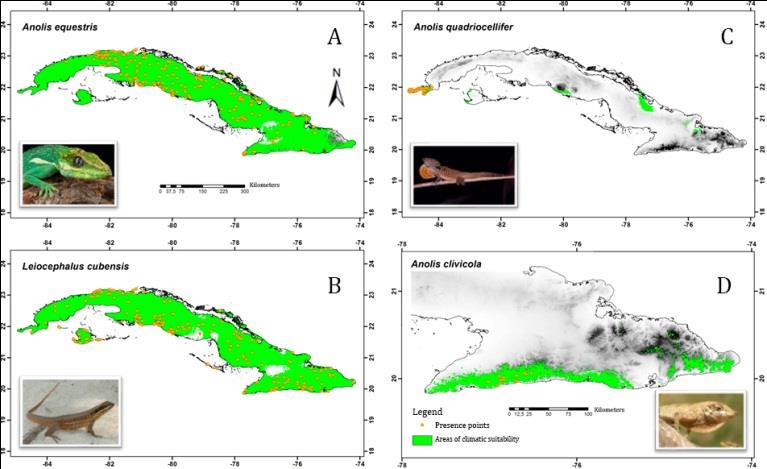 Figure 3: Areas of climatic suitability of four of the analyzed endemic lizard species (Squamata: Sauria) of Cuba.
