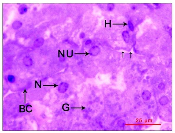 Figure 4: Mandibular organ of post-reproductive phase (April) showing comparatively smaller cells with few granulations and indistinct blood capillaries enclosing few hemocytes. BC: Blood capillary; G: Granules; H: Hemocytes; N: Nucleus; NU: Nucleolus; Arrows indicates blood sinus.