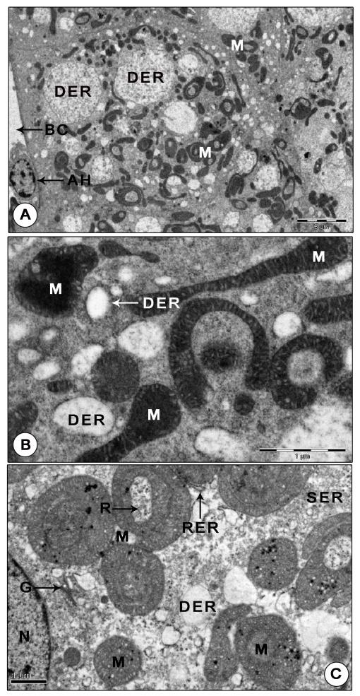 Figure 7: Ultrastructure of mandibular organ during reproductive phase. (A) Gland cells displaying numerous unusual shaped highly dense polymorphic mitochondria, large dilated RER vesicles enclosing coarse granular materials (December). (B) Portion of the gland cell portraying extraordinarily dense, round, elongate, dumbbell, C- shaped mitochondria and RER vesicles (December). (C) Gland cell showing giant mitochondria arranged in concentric rings, Golgi complex, clusters of SER vesicles and RER (February). Note the free ribosomes trapped in the cytoplasmic matrix within the concentric ring. AH: Agranular hemocyte; BC: Blood capillary; DER: Dilated RER cisternae; G: Golgi body; M: Mitochondria; N: Nucleus; R: Ribosomes; RER: Rough endoplasmic reticulum; SER: Vesicles of SER.