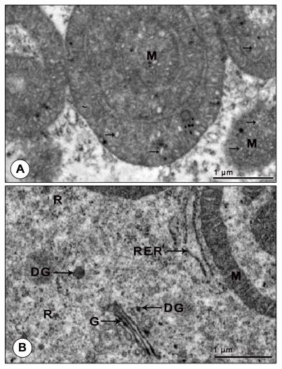 Figure 8: Electron micrograph of mandibular organ during reproductive phase (February). (A) Mitochondria with proliferation of cristae. (B) Well developed Golgi complex with cisternae, vesicles and scattered dense granules and swollen tubular RER cisternae adjoining the ring shaped mitochondria. DG: Dense granule; G: Golgi body; M: Mitochondria; R: Ribosomes; RER: Rough endoplasmic reticulum. Arrows indicates the proliferation of cristae.