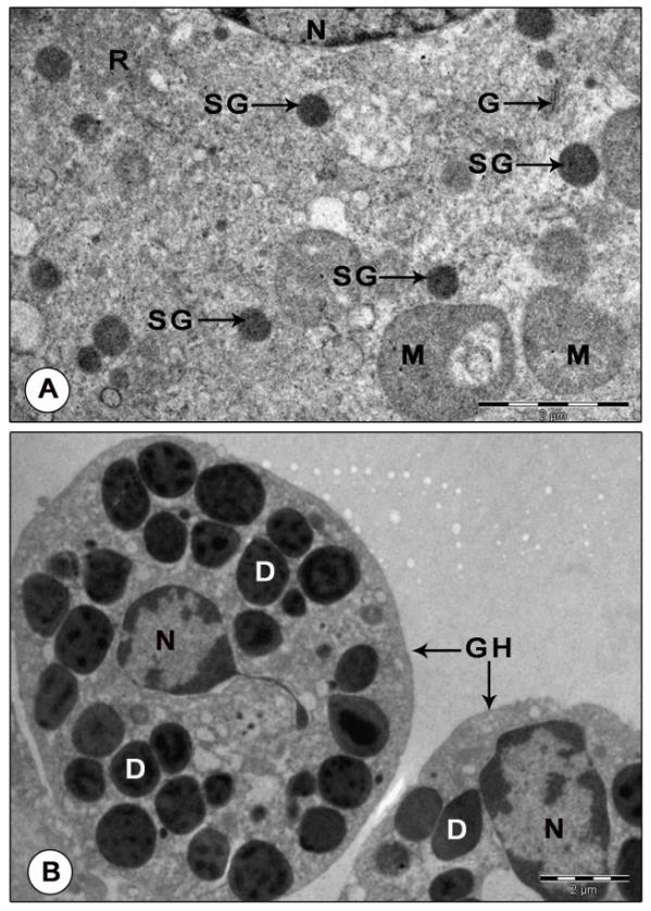Figure 9: Electron micrograph of mandibular organ during reproductive phase (February). (A) Gland cell illustrating homogeneously dense spherical secretory granules (B) Granular hemocytes filled with electron dense granules of varied size and shape. D: Dense granule; G: Golgi body; GH: Granulocytes; M: Mitochondria; N: Nucleus; R: Ribosomes; SG: Secretory granule.