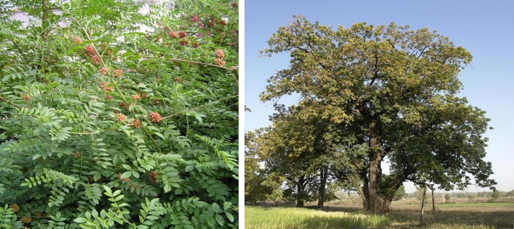 Figure 9: Plants studied in colorectal cancer